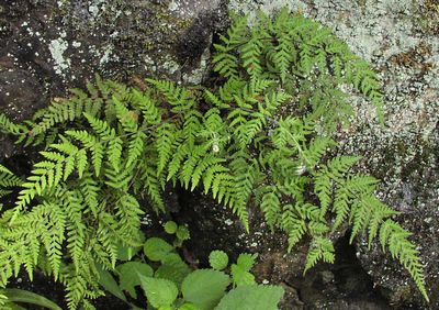 Aleuritopteris kuhniii  ~}EW